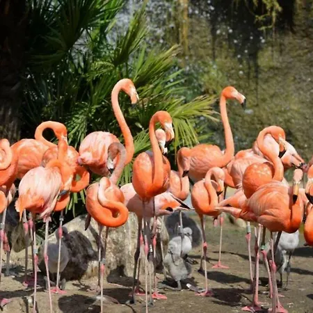 Casa vacanze Mobil-home 4 Pers Dans 4 Etoiles La Palmyre